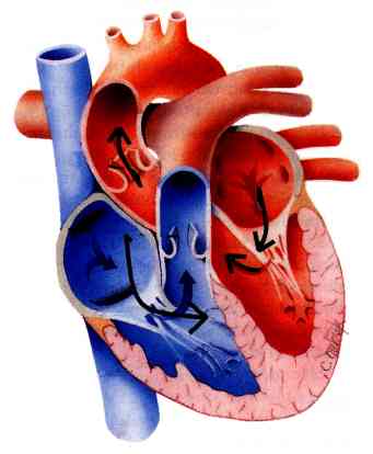 Blood - Wikipedia, the free encyclopedia